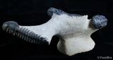 Triple Crotalocephalina Trilobite - Natural Sculpture #3056-3